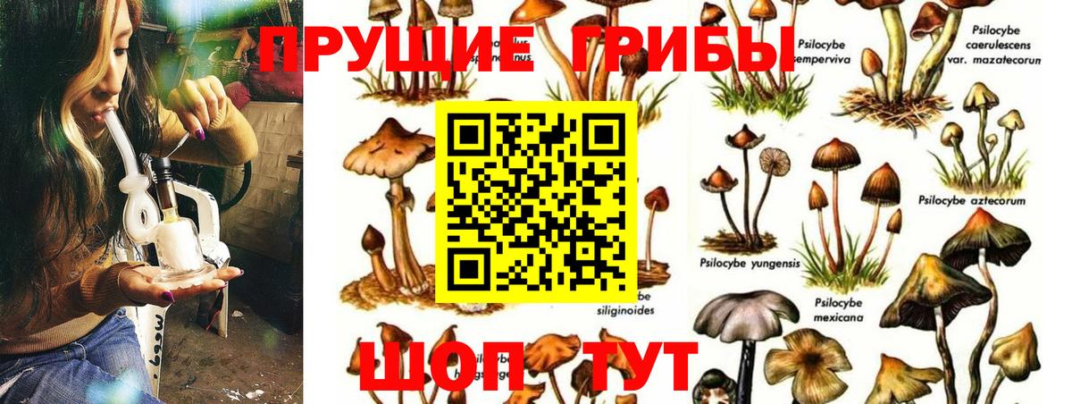 Галлюциногенные грибы Cubensis Минусинск